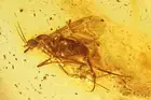 Wood gnat Anisopodidae and More. Fossil insects in Baltic amber #12359