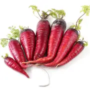 Carrot - Purple Dragon seeds
