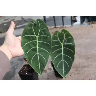 （擇優出，不提供選貨）絨面華森觀音蓮 Alocasia Watsoniana 4吋