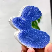 36G Natural Blue Coral Reef Cluster Marine Mineral Crystal Specimen