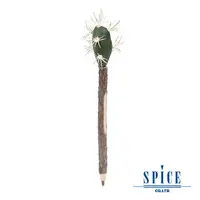 在飛比找PChome24h購物優惠-【日本 SPICE 】天然獨特 F仙人掌 造型圓珠筆