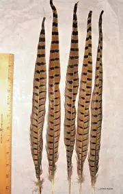 10 Ringneck Pheasant Tail Feathers 16-18" Length
