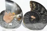 Large Black Ammonite PAIR Deep Crystals 110myo FOSSIL LRG 88mm 3.5" 9421cc