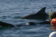 Swim with Wild Dolphins Child - Glenelg