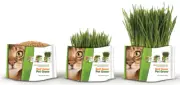 [BRG55005] PET GREENS Garden Wheat Grass 88g,1 Pack of 1 Piece