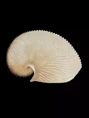 Sea shells Argonauta argo 174.4mm. Aquarium Decoration Products