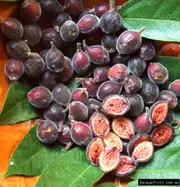 Buy Sandpaper Fig Trees in Australia (Ficus coronata)