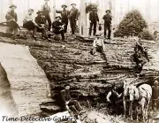 Loggers on Giant Sequoia, Humboldt, California - 1905 - Historic Photo Print