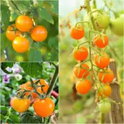 Tomato - Orange Cherry seeds