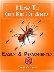 How To Get Rid of Ants: Effective Methods of How To Get Rid of Ants in Your House