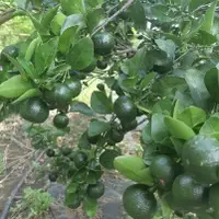 在飛比找蝦皮購物優惠-【現貨】香檬（扁實檸檬）🍋 農業界的綠金 養生 無毒 自然農