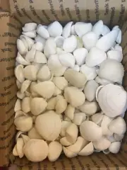 White Florida Sea Shells 4 LB