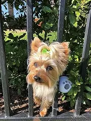 FenceMate Dog Harness to Keep Pet Safe from Escaping (Medium)