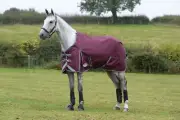 WeatherBeeta ComFiTec Plus Dynamic II Standard Neck Turnout Blanket (100g Medium