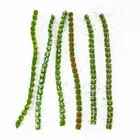 Green SelfAdhesive Static Grass Tufts for Miniature Scenery Decoration