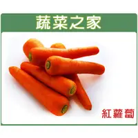 在飛比找蝦皮購物優惠-【蔬菜之家滿額免運】大包裝C01.紅蘿蔔(胡蘿蔔)種子80克