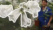 Buy White Jacaranda Grafted Trees for sale in Australia
