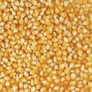 Amish Country Yellow Baby Butterfly Popcorn Kernels 50 lbs