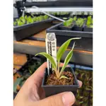 橙柄草CHLOROPHYTUM AMANIENSE