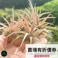 在飛比找蝦皮購物優惠-植藝-草莓牛奶卡比 ✧容易種植✧ T. capitata M