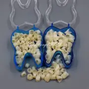 New Dental Temporary Crown Veneers Anteriors Front & Molar Synthetic Resin Teeth