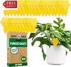 Super Ninja Fungus Gnat Killer - 30 Traps - Highly Effective and Ecological Yell
