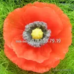 POPPY FLOWER 矽膠模具尺寸 8 厘米 - 烘焙矽膠模具,果凍 - P 代碼 1692