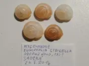 Land shells Hygromiidae Euomphalia strigella set of 5 pieces snail
