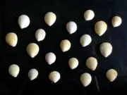 20 PCS Sea Shell Crafts collection New Home Decor Shells Wedding Display Crafts