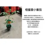 心栽花坊-橙蜜香番茄/橙蜜香小番茄/番茄品種/小番茄/4吋盆/香料香植物/售價120特價100