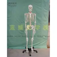 在飛比找蝦皮購物優惠-(MD-B_1471)一比一人體骨骼模型170CM 人體骨骼