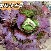 在飛比找蝦皮購物優惠-FY蔬菜種子 沙拉生菜 紫色 結球生菜 奶油生菜 意大利生菜