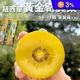 【紐西蘭Zespri】黃金奇異果 原裝箱(3.3kg)