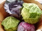 Cabbage Seeds Combo- Red Cabbage And Savoy Cabbage Seeds For Kitchen Gardening