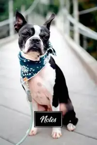 在飛比找博客來優惠-Boston Terrier Dog Pup Puppy D