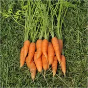 Carrot - Baby Amsterdam seeds