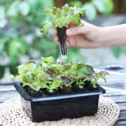 20 Hole Hydroponic Plant Seedling Pots with Intelligent Fill Light Seedling Tray