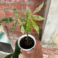 在飛比找蝦皮購物優惠-【外星人的植物園】白斑馬拉巴栗  斑葉 觀葉植物 馬拉巴栗