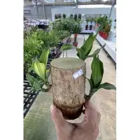 在飛比找Yahoo!奇摩拍賣優惠-巴西鐵樹單枝高度15-25公分 水耕現貨拍攝 綠化盆栽 質感