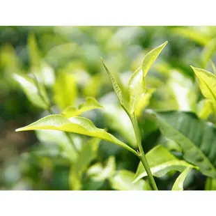 『台茶18號-手採紅玉』150g/包 日月潭紅茶 自然農法 無毒檢驗 茶葉 紅茶 手採一芯二葉 自產自銷