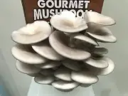 Pearl Oyster Mushroom Kit, Easiest Kit On The Market, Grow Oyster Mushrooms