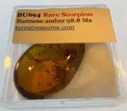 A101 BU694 Scorpion in authentic Burmese Amber (Myanmar) ~99 mya