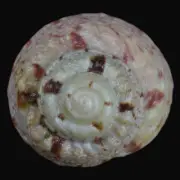 GIBBULA MAGUS w/o (Deltebre, Tarragona, Spain) 21.2mm #47023