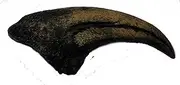 [Grant Field Specimens] Acrocanthosaurus Dinosaur Hand Claw Fossil
