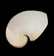 Seashells Argonauta argo 187mm.Aquarium Decoration Products