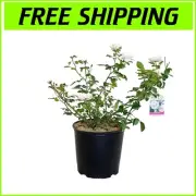 Rosa 'New Dawn' Climbing Rose - Double Blush Pink Blooms - Full Sun Container