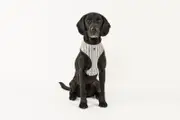 MOG AND BONE NEOPRENE HARNESS OATMEAL STRIPE MEDIUM
