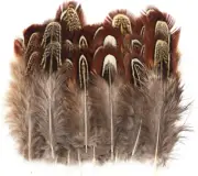 50 Pcs Natural Pheasant Feathers 2-3 Inches Plumage for Crafts Clothing Sewing D