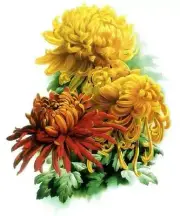 Needlework Crafts Embroidery Counted Cross Stitch Pattern - Chrysanthemum