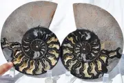 Large Black Ammonite PAIR Deep Crystals 110myo FOSSIL XXL 174mm 6.9" 9544aa